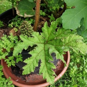  - Gunnera tinctoria (Molina) Mirb. [1805]