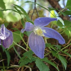 Photographie n°2314566 du taxon Clematis alpina (L.) Mill. [1768]