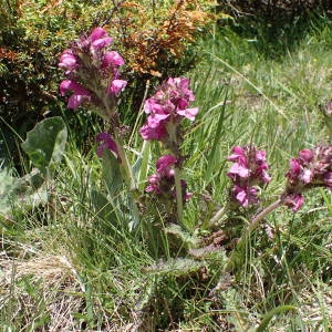 Photographie n°2314616 du taxon Pedicularis gyroflexa Vill. [1785]