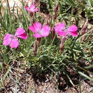 Photographie n°2314630 du taxon Dianthus pavonius Tausch [1839]