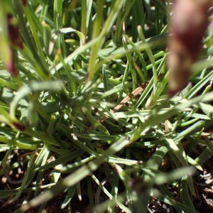 Photographie n°2314631 du taxon Dianthus pavonius Tausch [1839]