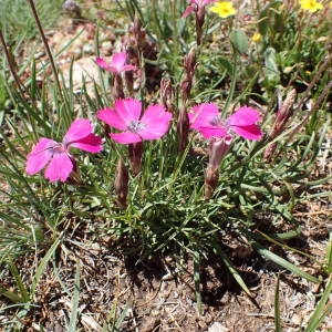 Photographie n°2314634 du taxon Dianthus pavonius Tausch [1839]