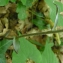  Laurent Richin - Epipactis microphylla (Ehrh.) Sw. [1800]