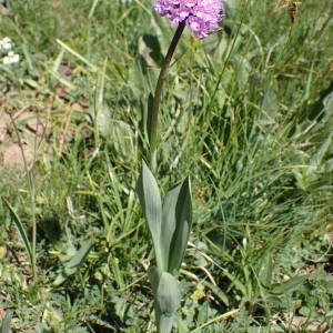 Photographie n°2314648 du taxon Traunsteinera globosa (L.) Rchb. [1842]