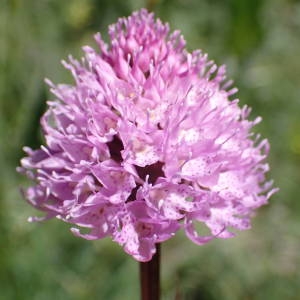 Photographie n°2314651 du taxon Traunsteinera globosa (L.) Rchb. [1842]