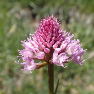 Photographie n°2314652 du taxon Traunsteinera globosa (L.) Rchb. [1842]