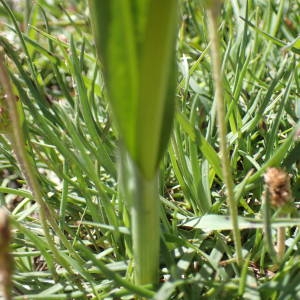 Photographie n°2314653 du taxon Traunsteinera globosa (L.) Rchb. [1842]