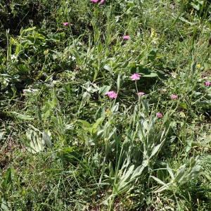 Photographie n°2314667 du taxon Lychnis flos-jovis (L.) Desr. [1792]