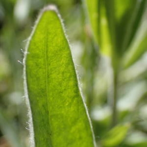 Photographie n°2314668 du taxon Lychnis flos-jovis (L.) Desr. [1792]