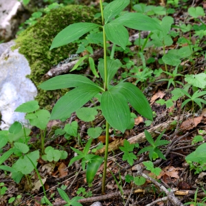 Photographie n°2314684 du taxon Lilium martagon L. [1753]