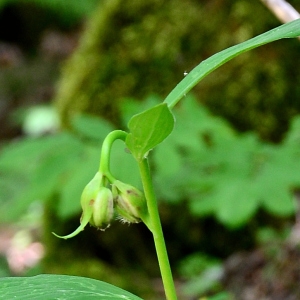 Photographie n°2314685 du taxon Lilium martagon L. [1753]