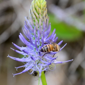 Photographie n°2314691 du taxon Phyteuma spicatum L. [1753]