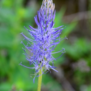 Photographie n°2314692 du taxon Phyteuma spicatum L. [1753]