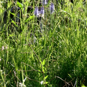 Photographie n°2314694 du taxon Phyteuma spicatum L. [1753]