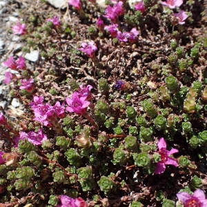 Photographie n°2314701 du taxon Saxifraga oppositifolia L. [1753]