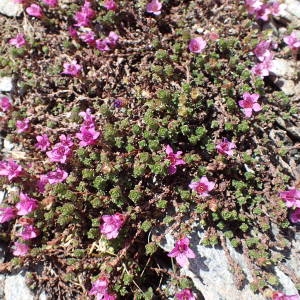 Photographie n°2314702 du taxon Saxifraga oppositifolia L. [1753]