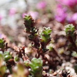 Photographie n°2314703 du taxon Saxifraga oppositifolia L. [1753]