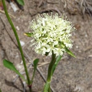 Photographie n°2314738 du taxon Saponaria bellidifolia Sm. [1791]