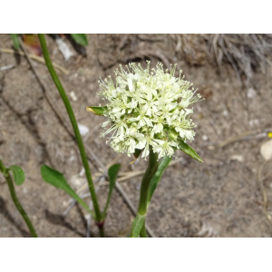 Saponaria bellidifolia Sm. (Saponaire à feuilles de pâquerette)