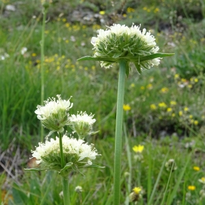 Photographie n°2314740 du taxon Saponaria bellidifolia Sm. [1791]