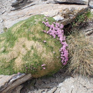 Photographie n°2314744 du taxon Silene acaulis subsp. bryoides (Jord.) Nyman [1878]