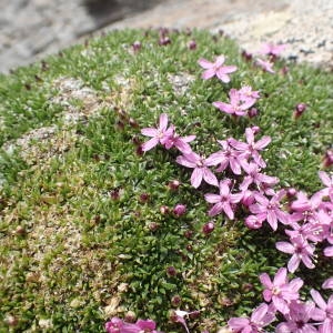 Photographie n°2314745 du taxon Silene acaulis subsp. bryoides (Jord.) Nyman [1878]