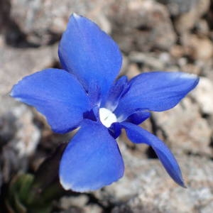 Photographie n°2314767 du taxon Gentiana schleicheri (Vacc.) Kunz [1939]