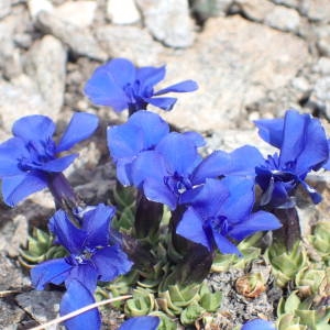 Photographie n°2314770 du taxon Gentiana schleicheri (Vacc.) Kunz [1939]