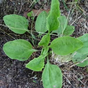 Photographie n°2314806 du taxon Plantago major L.