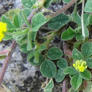 Photographie n°2314809 du taxon Medicago lupulina L. [1753]
