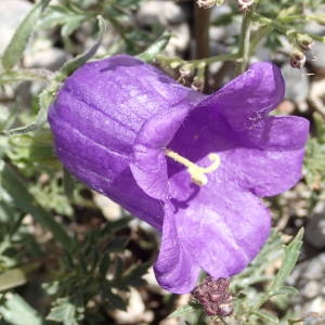 Photographie n°2314840 du taxon Campanula alpestris All. [1773]