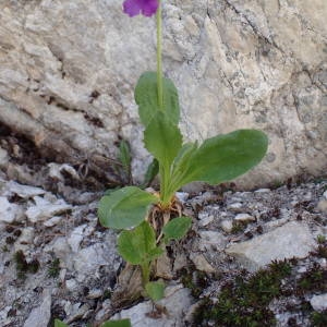 Photographie n°2314852 du taxon Primula latifolia subsp. graveolens (Hegetschw.) Rouy