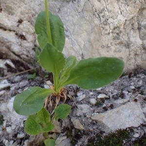  - Primula latifolia subsp. graveolens (Hegetschw.) Rouy