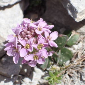 Photographie n°2314870 du taxon Noccaea rotundifolia (L.) Moench [1802]