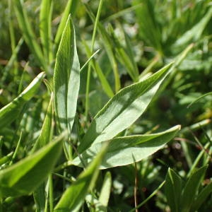 Photographie n°2314896 du taxon Trifolium alpinum L.