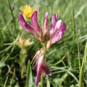 Photographie n°2314897 du taxon Trifolium alpinum L.