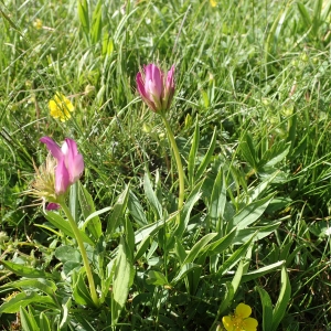 Photographie n°2314900 du taxon Trifolium alpinum L.