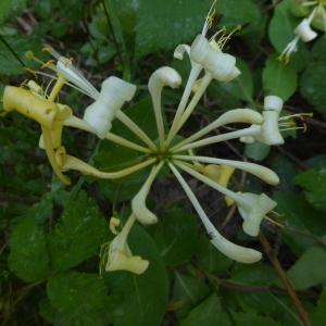  - Lonicera L. [1753]