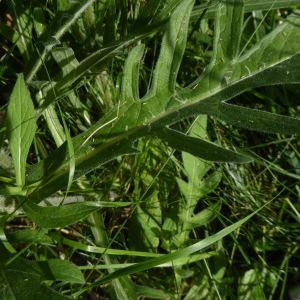 Photographie n°2314958 du taxon Knautia arvensis subsp. arvensis