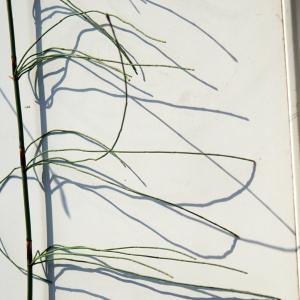 Photographie n°2315011 du taxon Equisetum ramosissimum Desf. [1799]