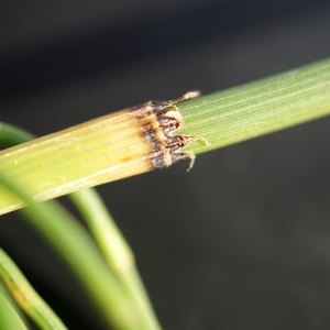 Photographie n°2315014 du taxon Equisetum ramosissimum Desf. [1799]