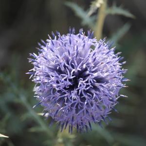 Photographie n°2315026 du taxon Echinops ritro L. [1753]