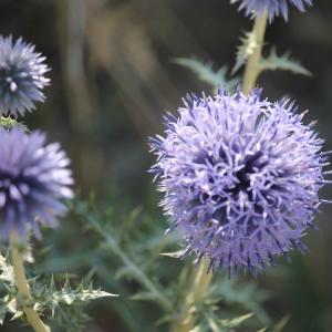 Photographie n°2315027 du taxon Echinops ritro L. [1753]