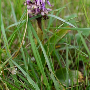 Photographie n°2315040 du taxon Himantoglossum robertianum (Loisel.) P.Delforge [1999]