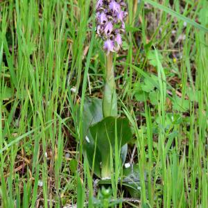 Photographie n°2315041 du taxon Himantoglossum robertianum (Loisel.) P.Delforge [1999]