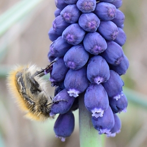 Photographie n°2315046 du taxon Muscari neglectum Guss. ex Ten. [1842]