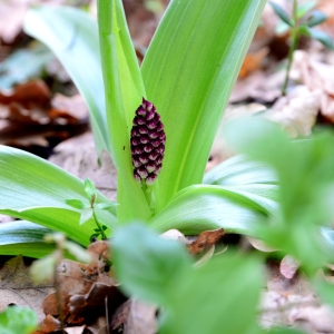  - Orchis purpurea Huds. [1762]