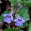  Michel Pansiot - Glechoma hederacea L. [1753]