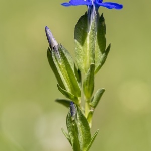 Photographie n°2315139 du taxon Gentiana utriculosa L. [1753]