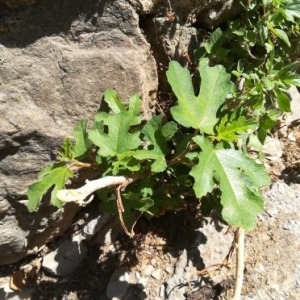 Photographie n°2315164 du taxon Ficus carica L. [1753]